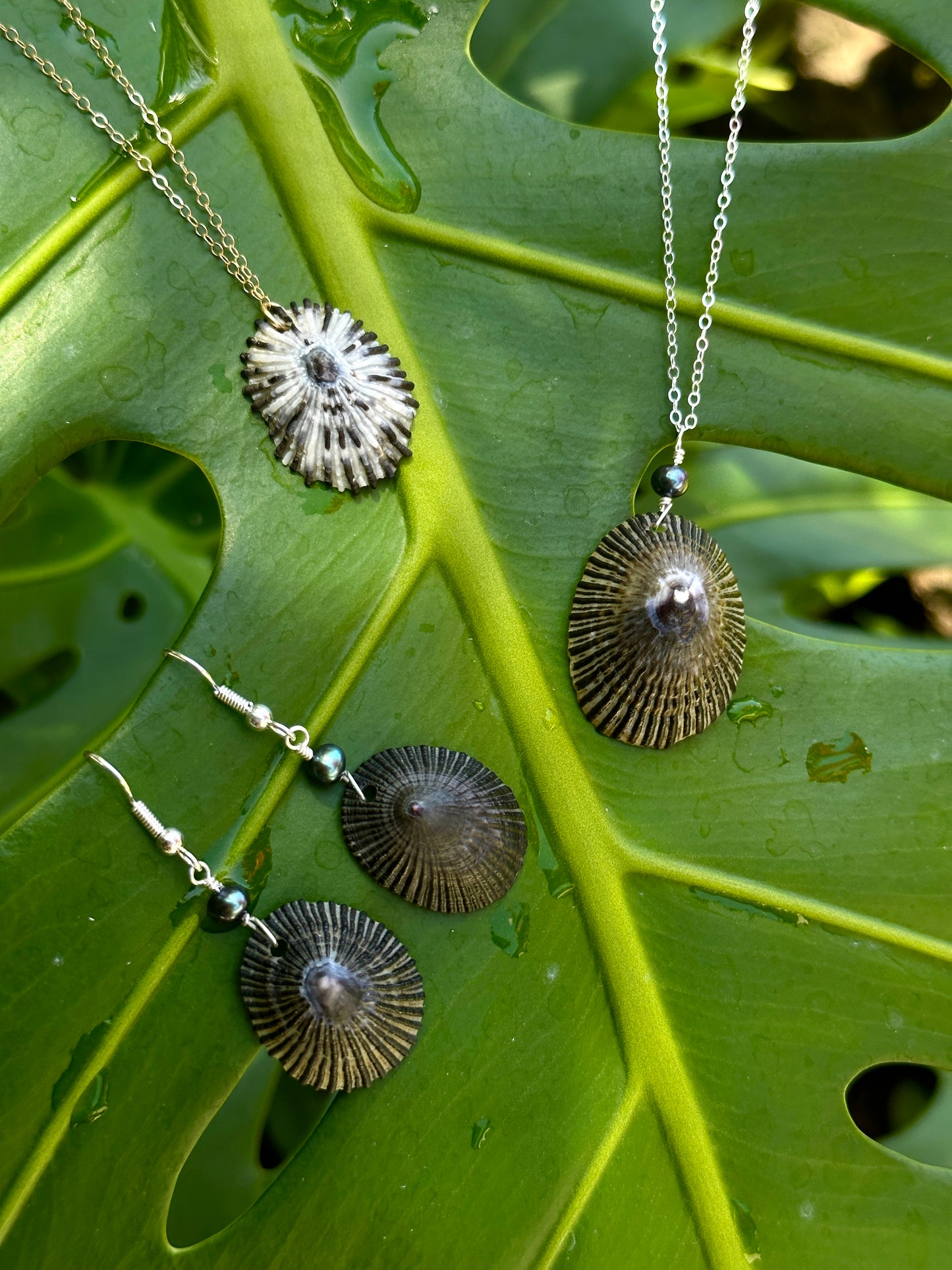 Moloka'i 'opihi chain